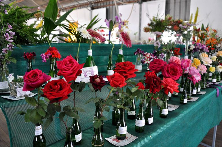 Single roses and other flowers in bottles lined up for judging