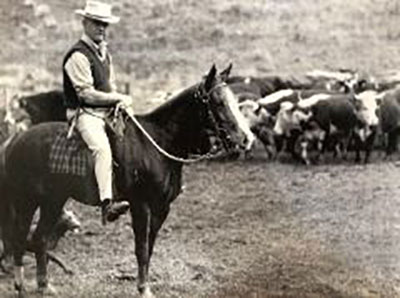 An old photo of a man on his horse in front of a herd of cattle
