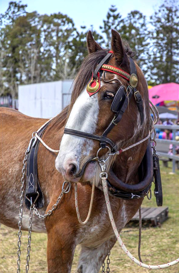 A draught horse wearing fancy head gear