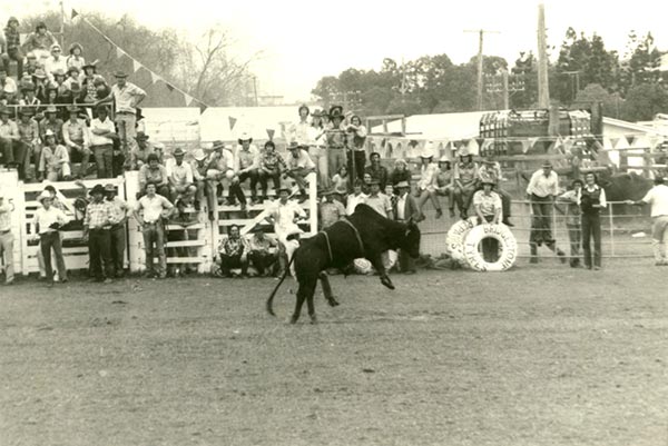 A bucking bull in front of a crowd