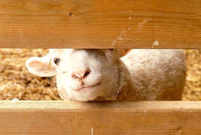 A lamb poking it's little head through fence railings